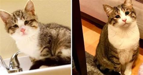 Il Gatto Dagli Occhi Tristi Sembrava Inconsolabile Ma Grazie A Una