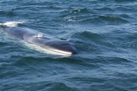 Finback whale just about to hit the surface of the water. You can see the start of the blow as ...