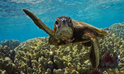 Datos Interesantes Sobre Las Tortugas Marinas Historias Descubre Wwf