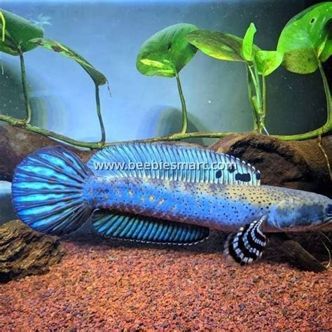 channa blue pulchra baby  channa fish  klang channa toman