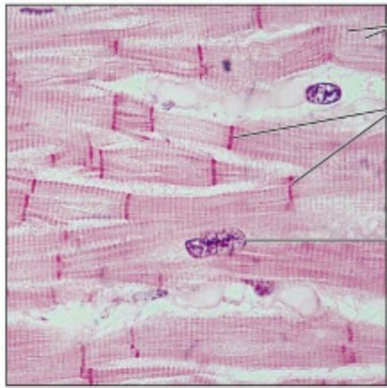 Muscle Tissue Review Flashcards Quizlet