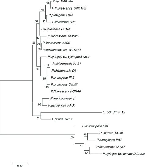 Phylogenetic Analysis Showing Relationship Of Pseudomonas Sp EA6 With