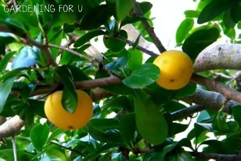 Best Fruit Trees For Sandy Soil Guide