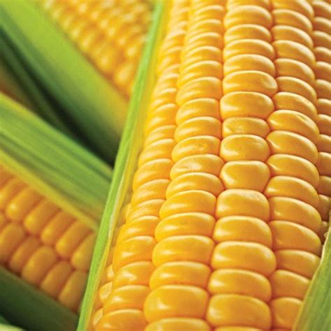 Supersweet Midwest Yellow Sweet Corn Seeds