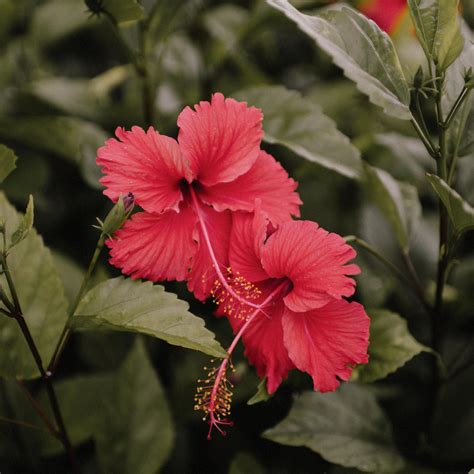 What Is The Economic Importance Of Hibiscus Flower Best Flower Site