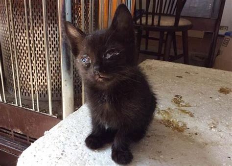 誰もが知るべき多頭飼育崩壊の現実：特殊清掃現場で見た悲惨な光景｜特殊清掃のスイーパーズ