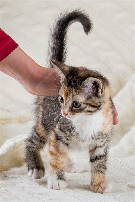 Retrato Del Gatito Del Gato Atigrado Con Pocos Puntos Del Rojo Y Pecho