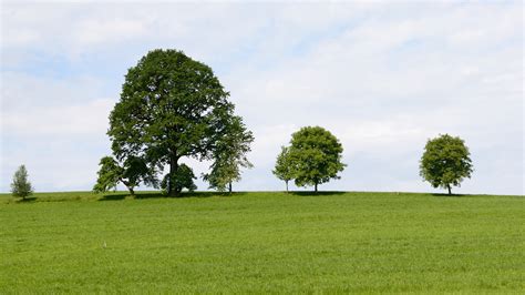 Fotos Gratis Paisaje Rbol Naturaleza C Sped Horizonte Grupo