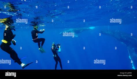 Three People Snorkeling With Humpback Whales In Ocean Hi Res Stock