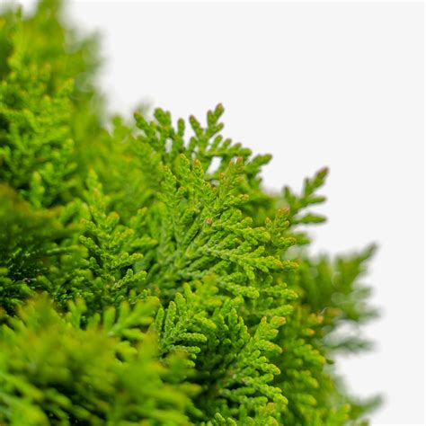 Danica Globe Thuja Arborvitae For Sale Online The Tree Center