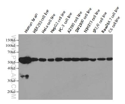 Beta Actin Antibody Hrp Proteintech