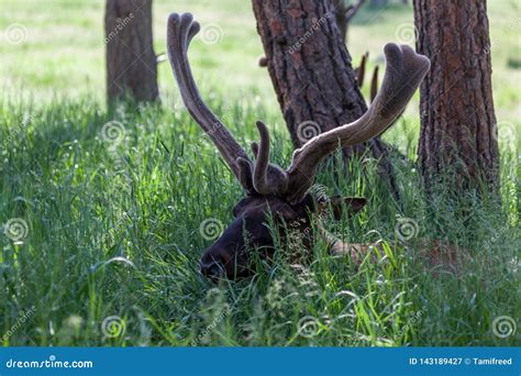 Elk Resting In Spring Grass Stock Image Image Of Captive Interaction 143189427