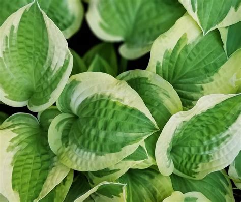 Prevent Slugs On Hostas The Easy Way Crafty For Home