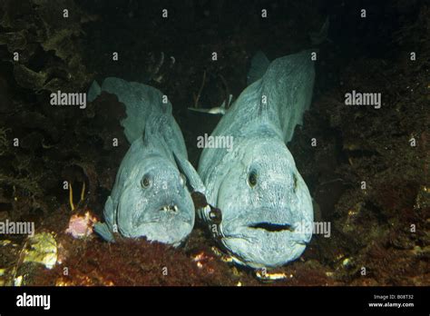 Atlantic Wolffish Wolffish Cat Fish Catfish Anarhichas Lupus Two