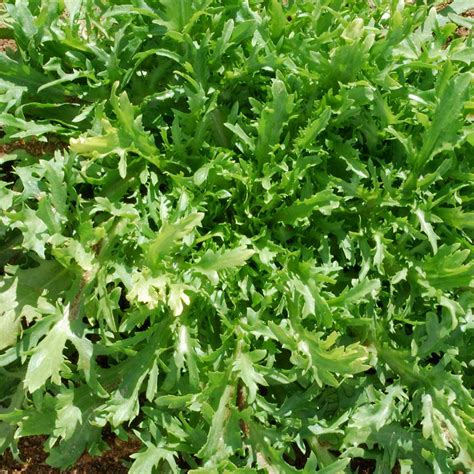 Chicorée Frisée Fine de Louviers Graines potagères Une variété