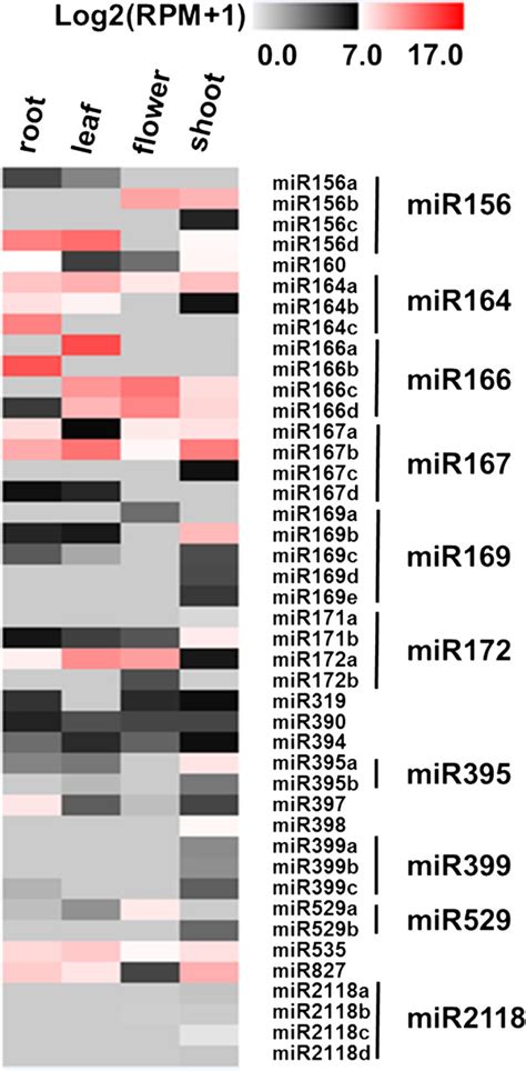 Heat Map Of Expression Profiles For All Known Mirnas Across Four Download Scientific Diagram