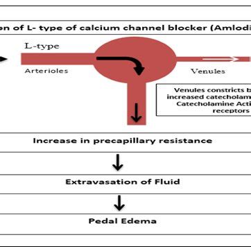 (PDF) Calcium channel blockers induced pedal edema; mechanism and ...