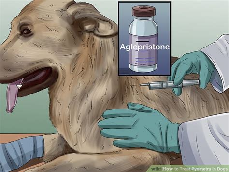 How To Treat Pyometra In Dogs 14 Steps With Pictures Wikihow