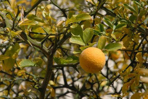 15 FLYING DRAGON HARDY ORANGE SEEDS Poncirus Trifoliata Var Monstrosa