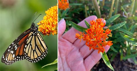 How To Grow Butterfly Weed In Your Garden Garden Beds