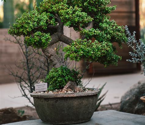 A Guide to Growing and Caring for Juniper Bonsai Trees