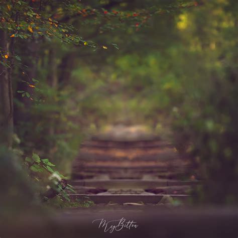 Digital Background Forest Steps Meg Bitton Productions