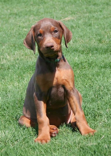 Garretts Dobermans Puppy Site