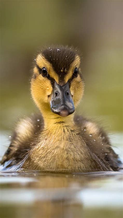 Cute Funny Animals, Animals And Pets, Duck And Ducklings, Cute Ducklings, Pet Ducks, Baby Ducks ...