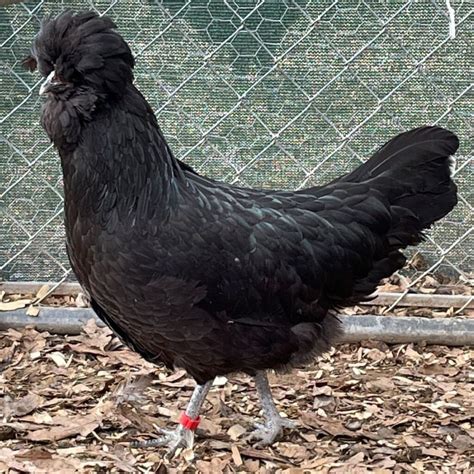 Crevecoeur Chicken Breed Info Chicken Chicks Info