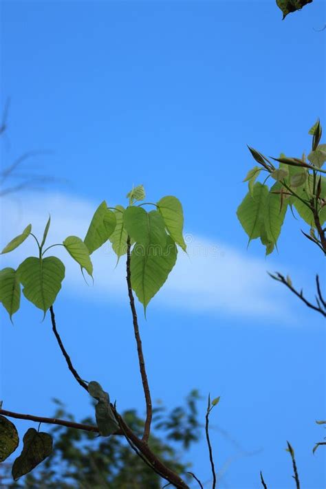 Pho Leaves In The Evening Green Leaf Pho Leaf Bo Leaf Bothi Leaf With