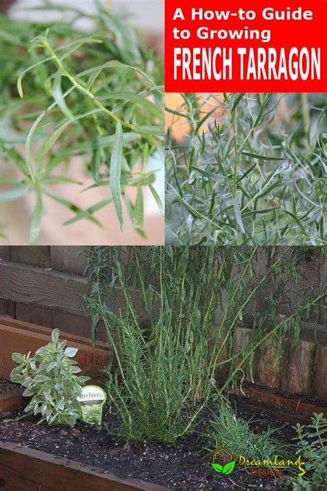 How To Grow And Care For French Tarragon At Home