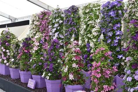 Clematis Flowers Rhs Chatsworth Flower Show Chatswor Flickr