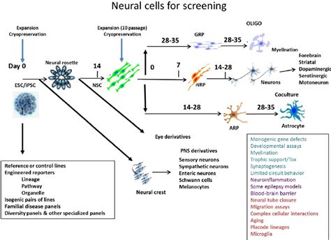 Human Ipsc Derived Neural Cells Schematic Summary Of Different Types