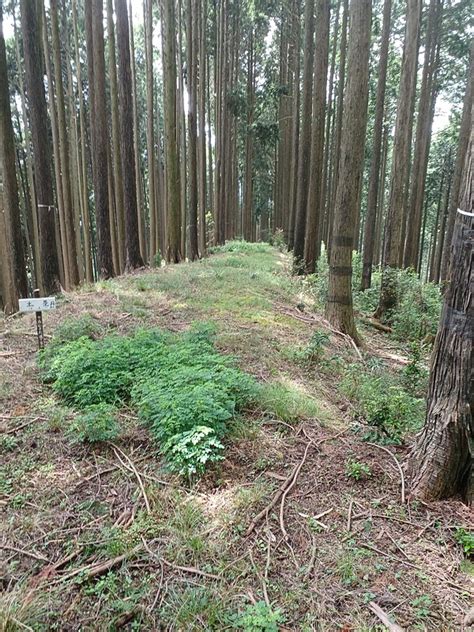 白鳥山城の写真：土塁 利信さん 攻城団