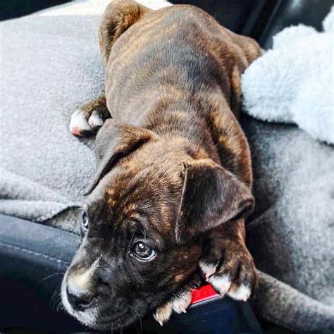 Cane Corso Boxer Mix Everything We Know About It