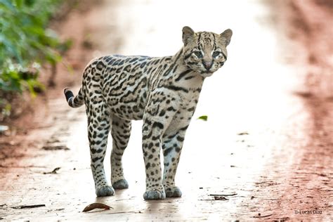 Bir Ocelote Leopardus Pardalis Lucas D Az Flickr