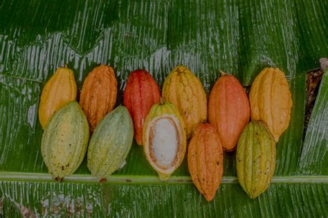 The Cocoa Farmer’s Day: The Heartbeat of Resilience, Unity, and the ...