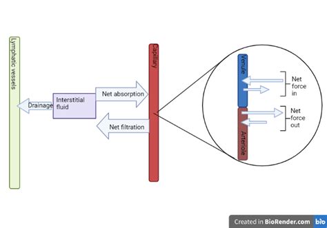 a. Describe the composition of interstitial fluid. Using a f | Quizlet