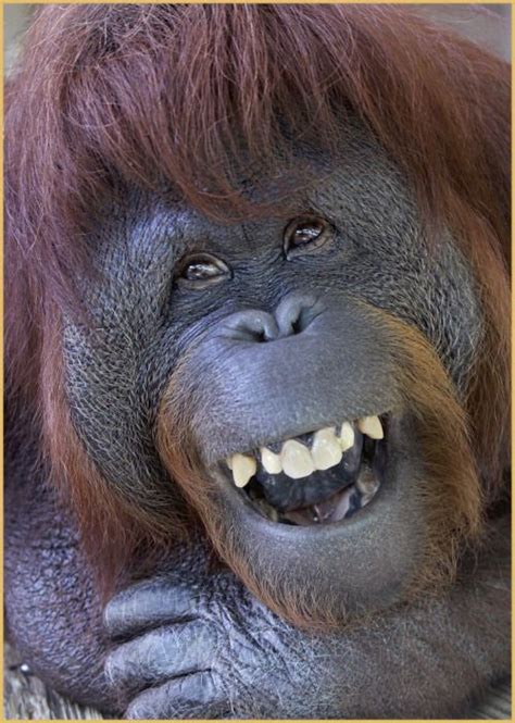 Beautiful Mother Nature Smiling Animals Orangutan Animals Beautiful