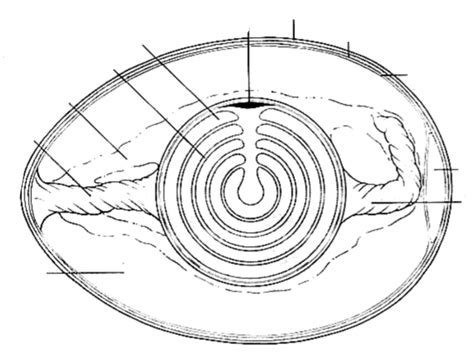 Egg structure Diagram | Quizlet