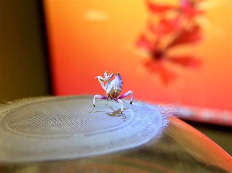 Orchid Mantis Nymph