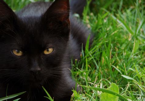 Gato preto não dá azar Cãominhada Rede Globo