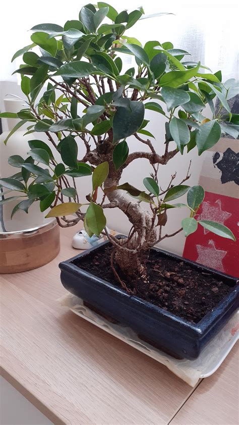 Ficus Bonsai Tree S Leaves Turning Brown And Falling Off R Plantclinic