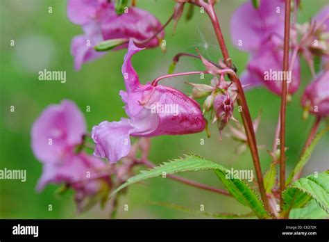 Close Up Of The Himalayan Balsam Impatiens Glandulifera A Non Native