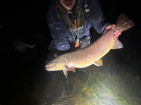 big brown images  pholder flyfishing millie bobby brown