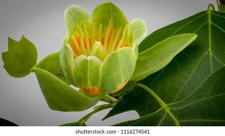 Tulip Poplar Flower Leaves Stock Photo 1116274541 | Shutterstock