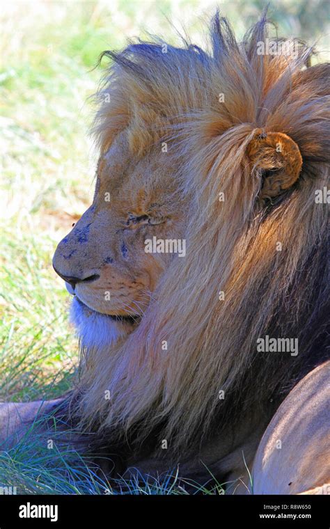 South African Lions Stock Photo - Alamy