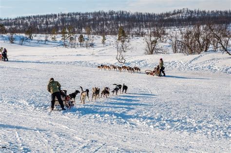 Dog Sledding in Tromso, Norway: An Arctic Adventure