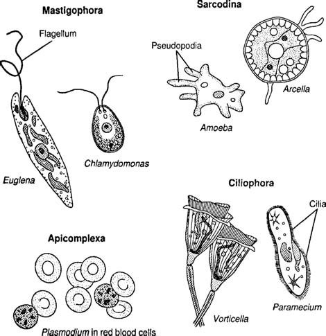 Protozoa Charts Mechanical Lab Equipment S