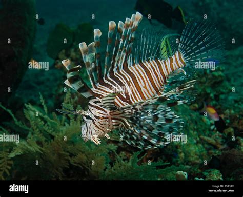 Common Lionfish On Reef Hi Res Stock Photography And Images Alamy